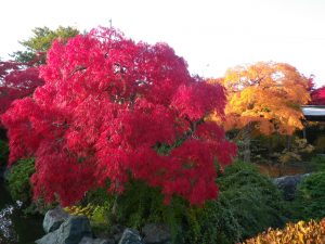 日本庭園のベニシダレとアオシダレ