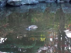 遊びに来たカモ