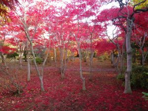 紅葉並木の中