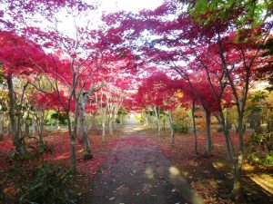 ノムラモミジの並木