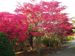 ノムラモミジとベニシダレ