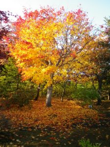 ハウチワカエデ散りはじめ