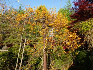 ツルウメモドキの実