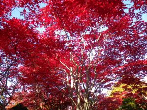 ノムラモミジの紅葉