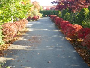 入口のドウダンツツジ紅葉