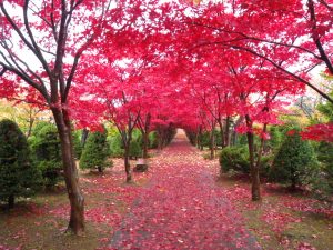 ノムラモミジの並木まだ葉が残っているところ