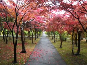 ノムラモミジはまだ4割ほど