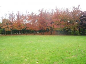 ナツツバキの紅葉