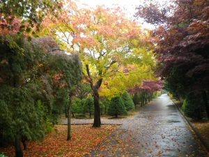 ヤマモミジ紅葉しはじめ