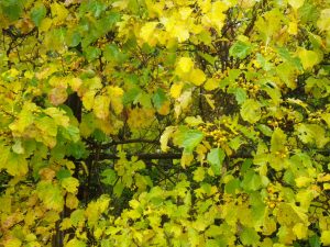 ツルウメモドキ黄葉