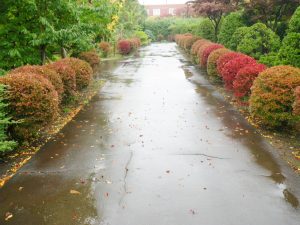 ドウダンツツジ色づきはじめ