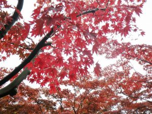 ノムラの紅葉の様子