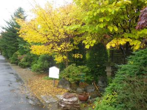 メグスリノキ黄葉