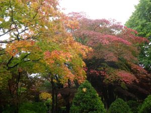 ヤマモミジ紅葉進む