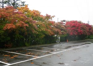 駐車場のモミジ紅葉
