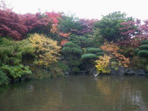 雨の日本庭園の紅葉