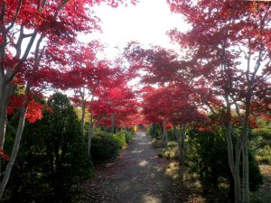 ノムラモミジの並木　少し落葉