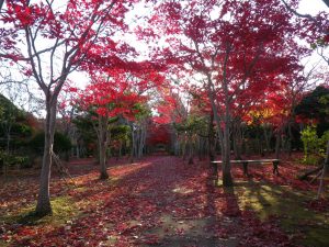 ノムラモミジ　落葉進む