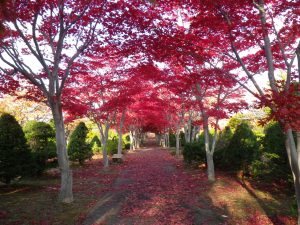 ノムラモミジの並木まだみごろ