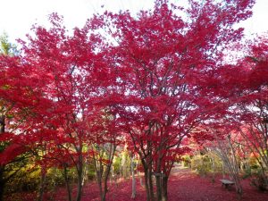 ノムラモミジ　まだ葉が残っている