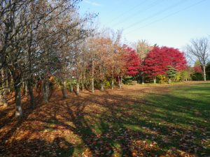 芝生広場　ナツツバキ落葉