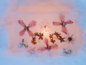 クレマチスのアイスボード