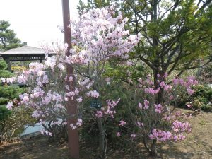 淡いピンク色が春を惹き立てる、美しい低木