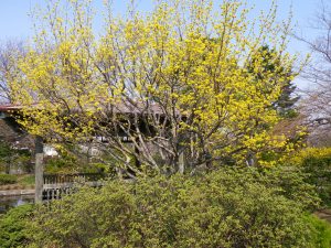 黄色く小さな花の集合体が樹木を覆うように咲き誇る、サンシュユ