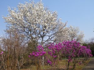 暖かな日差しを受けて満開を迎えたキタコブシ、手前には鮮やかな紫色が目を惹くエゾムラサキツツジが色を添える。