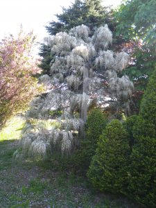 シロフジが見頃を迎えました。流れる滝のように花が咲いており、非常に見ごたえがあります。