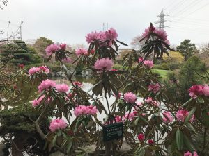 日本庭園の池のほとりに色鮮やかなピンクの花を咲かせるアズマシャクナゲ