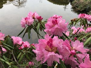 遠くから見るとこぶし大の大きな花は、近づくと5から10程度の花の集合体だとわかります。つぼみは濃いピンク色をし、花を咲かせると少し色が落ち着きます。