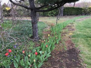円形の芝生広場には、ソメイヨシノに向かい合う位置にチューリップが花を咲かせます。今はまだ蕾。赤や黄の花が咲く時期を見計らっているようです。