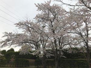 曇り空に満開のソメイヨシノ。木の真下から空を見上げると、一面に薄いピンクの桜の花が広がります。