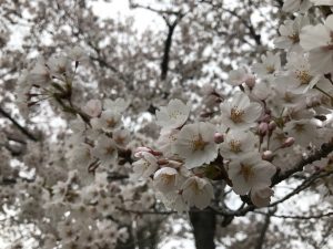 ソメイヨシノの花を拡大。手の届く位置で見られる桜に、思わず顔を近づけて香りを楽しみたくなります。