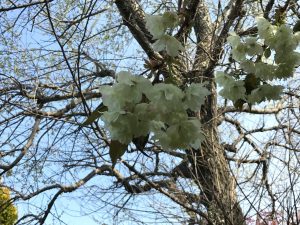 ウコンザクラの拡大写真。少し黄色っぽいのがわかります。