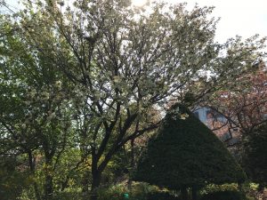 ウコンの色に似ている事から名づけられたウコンザクラ。少し黄色がかった様子が珍しく、見ごたえがあります。