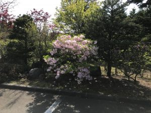 駐車場正面にクロフネツツジが咲いています。淡い薄ピンクが非常に綺麗です。