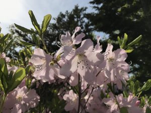 クロフネツツジの拡大写真。重なり合う花びらが透けるほどに薄いピンク色が、心を和ませてくれます。