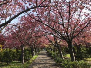園内奥の通路にある桜並木は、左右のサクラがトンネルのように頭上を覆います。本日はカンザンザクラ、フゲンゾウなどの八重桜が見頃を迎え、とても綺麗です。
