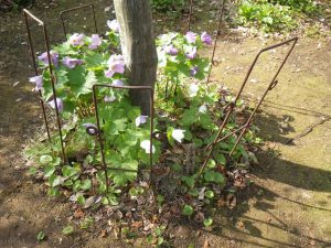 樹木の根元でひっそりと花を咲かせるシラネアオイ。薄紫の少し大きめな花は園内に色を添えます。