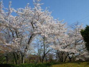青空を背景に薄ピンクのソメイヨシノが満開を迎えています。