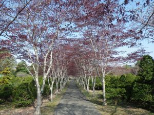 100メートル以上続くノムラモミジのトンネルは圧巻です。今の季節は小豆色で、秋になると発色の良い赤に変化します。