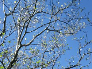 ハナミズキの花が咲きました。今年は例年になくたくさんの花を咲かせています。白く繊細な花と葉の緑色が園内を彩ります。