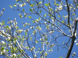 ハナミズキの拡大写真です。