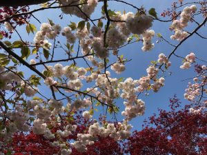 満開のフゲンゾウ。白くぼんぼりのような花の集合体がとても綺麗です。