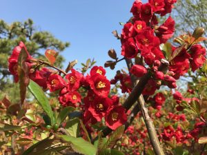 ボケの花の拡大写真。上向きの花は空の青色に特に映えます。