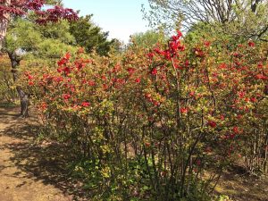 真っ赤な花は南国を思わせますが、原産国は中国だそう。無数の花が園内を彩ります。