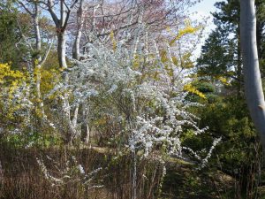 白い小さな花が枝に沿うように咲くユキヤナギは、流れるように咲く姿が美しいと人気です。背が低く、目の前で鑑賞できるのも嬉しいですね。