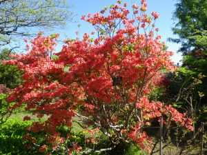 山ツツジが満開を迎えています。オレンジに近い赤い花が無数に咲いている様子は非常にきれいです。低い位置で鑑賞できるのもまた良いですね。